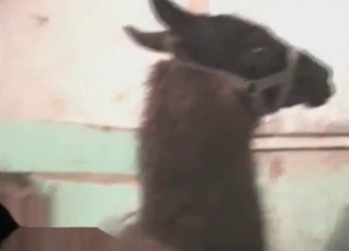 Horny animal is enjoying nasty bestiality sex
