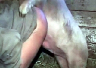 Pig and farmer in farm bestiality XXX