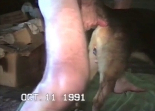 Sexy doggy gets nicely stretched