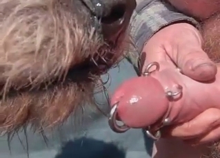 Pierced cock gets licked by a hot doggy