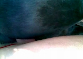 Anal sex with my lovely stallion