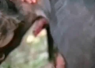 Doberman in the awesome outdoor bestiality