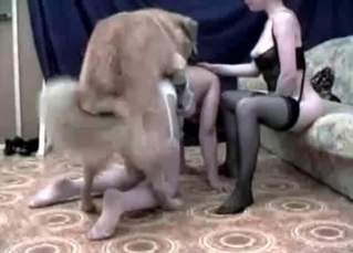 Hound in the nasty bedroom bestiality