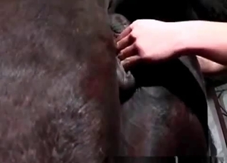 Awesome bestiality porn with a filthy brunette