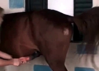 Horse and its giant dick