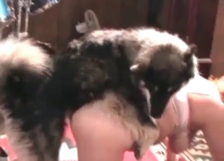 Slut in gorgeous bestiality porn action