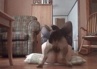 Sexy doggy likes nasty zoophilia XXX