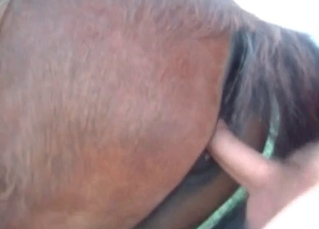 Horse likes anal sex in doggy style