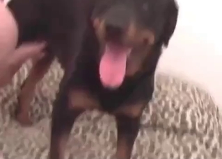 Mongrel and owner enjoy bestiality sex