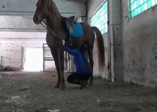 Sexy horse shits in the barn