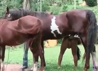 Sexy bitch nailed by filly outdoors