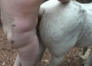 White horse nicely impaled by zoophile