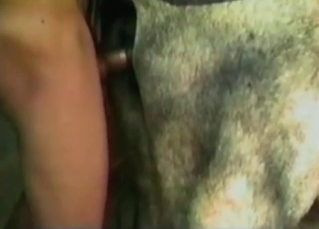 Animal anus nicely impaled by a horny zoophile