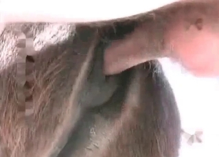 Horse ass fucked by cowboy